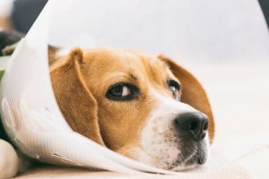 Penrose Drains for Dogs: Pros, Cons, and Alternatives