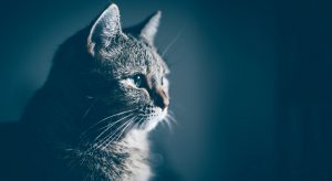 Focal Seizures in Cats: Causes and Treatments