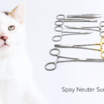 Veterinary spay neuter surgery instruments packs purchase guide 2021